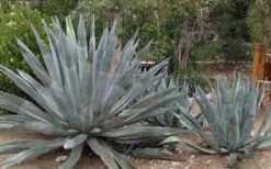 American Agave (Century Plant) - 3 Gallon Pot -Cheap Plants Store agave americana centrury plant 6