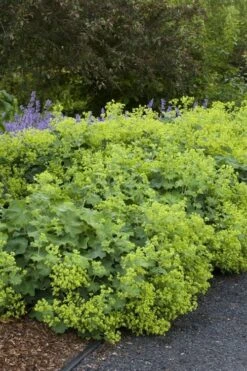 Auslese Lady's Mantle (Alchemilla Mollis) - 1 Gallon Pot -Cheap Plants Store alchemilla mollis auslese ladys mantle 1