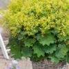Auslese Lady's Mantle (Alchemilla Mollis) - 1 Gallon Pot -Cheap Plants Store alchemilla mollis auslese ladys mantle 3