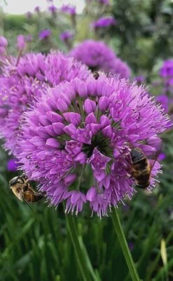 Millenium Allium (Ornamental Onion) - 6 Pack Of 1 Gallon Pots 19 Millenium Allium (Ornamental Onion) - 6 Pack Of 1 Gallon Pots -Cheap Plants Store allium millenium 10