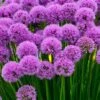 Millenium Allium (Ornamental Onion) - 1 Gallon Pot -Cheap Plants Store allium millenium 12 1