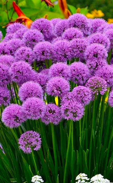 Millenium Allium (Ornamental Onion) - 6 Pack Of 1 Gallon Pots 3 Millenium Allium (Ornamental Onion) - 6 Pack Of 1 Gallon Pots