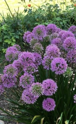Millenium Allium (Ornamental Onion) - 1 Gallon Pot -Cheap Plants Store allium millenium 2 1