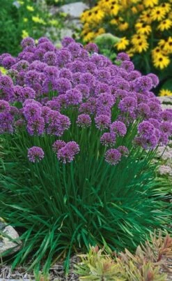 Millenium Allium (Ornamental Onion) - 1 Gallon Pot -Cheap Plants Store allium millenium 3 1