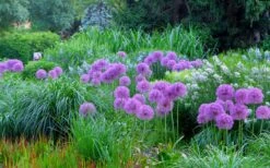 Millenium Allium (Ornamental Onion) - 6 Pack Of 1 Gallon Pots 16 Millenium Allium (Ornamental Onion) - 6 Pack Of 1 Gallon Pots -Cheap Plants Store allium millenium 4