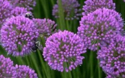 Millenium Allium (Ornamental Onion) - 1 Gallon Pot -Cheap Plants Store allium millenium 5 1