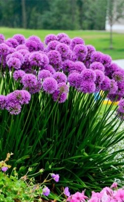 Millenium Allium (Ornamental Onion) - 1 Gallon Pot -Cheap Plants Store allium millenium 6 1