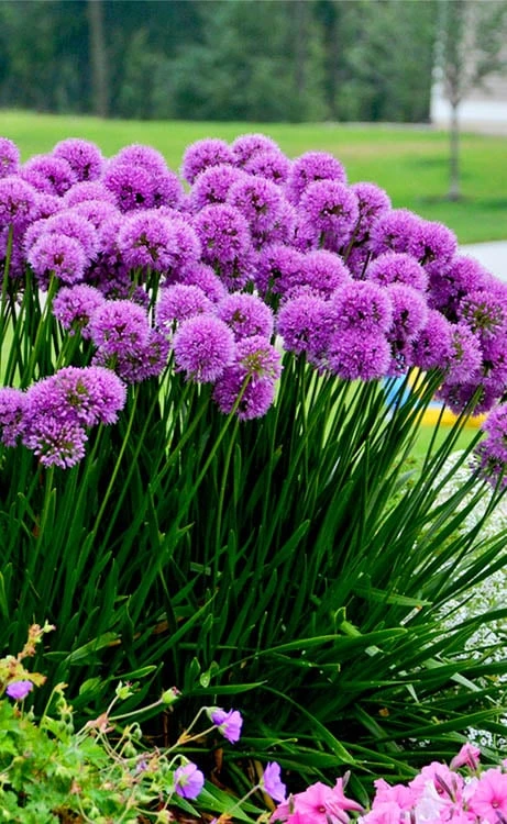 Millenium Allium (Ornamental Onion) - 6 Pack Of 1 Gallon Pots 12 Millenium Allium (Ornamental Onion) - 6 Pack Of 1 Gallon Pots - Image 10