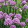 Chives Plant (Allium Schoenoprasum) - 5 Pack Of Quart Pots -Cheap Plants Store allium schoenprasum chives 5