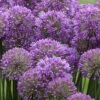 Serendipity Allium (Ornamental Onion) - 1 Gallon Pot -Cheap Plants Store allium serendipity 2 500x750 1