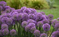 Serendipity Allium (Ornamental Onion) - 1 Gallon Pot -Cheap Plants Store allium serendipity 2 800x500 1