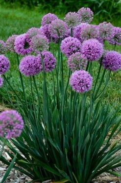 Serendipity Allium (Ornamental Onion) - 1 Gallon Pot -Cheap Plants Store allium serendipity 500x750 1