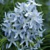 Threadleaf Blue Star (Amsonia Hubrichtii) - 1 Gallon Pot -Cheap Plants Store amsonia hubrichtii blue star 1
