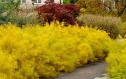 Threadleaf Blue Star (Amsonia Hubrichtii) - 1 Gallon Pot -Cheap Plants Store amsonia hubrichtii blue star 2