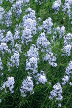 Threadleaf Blue Star (Amsonia Hubrichtii) - 1 Gallon Pot -Cheap Plants Store amsonia hubrichtii blue star 3
