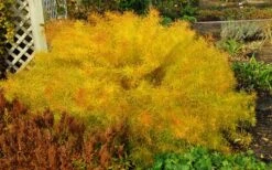 Threadleaf Blue Star (Amsonia Hubrichtii) - 1 Gallon Pot -Cheap Plants Store amsonia hubrichtii blue star 4