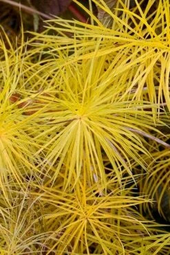 Threadleaf Blue Star (Amsonia Hubrichtii) - 1 Gallon Pot -Cheap Plants Store amsonia hubrichtii blue star 6