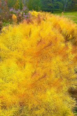 Threadleaf Blue Star (Amsonia Hubrichtii) - 1 Gallon Pot -Cheap Plants Store amsonia hubrichtii blue star 9