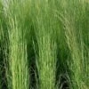 Broomsedge Bluestem Grass (Andropogon Virginicus) - 1 Gallon Pot