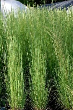 Broomsedge Bluestem Grass (Andropogon Virginicus) - 6 Pack Of 1 Gallon Pots