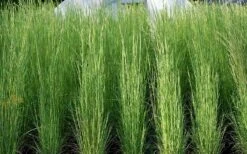 Broomsedge Bluestem Grass (Andropogon Virginicus) - 1 Gallon Pot -Cheap Plants Store andropogon virginicus broomsedge bluestem grass 3 1