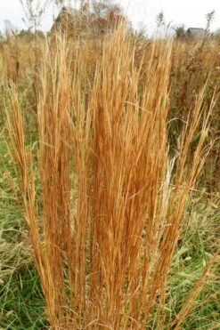 Broomsedge Bluestem Grass (Andropogon Virginicus) - 6 Pack Of 1 Gallon Pots -Cheap Plants Store andropogon virginicus broomsedge bluestem grass 6