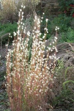 Broomsedge Bluestem Grass (Andropogon Virginicus) - 1 Gallon Pot -Cheap Plants Store andropogon virginicus broomsedge bluestem grass 7 1