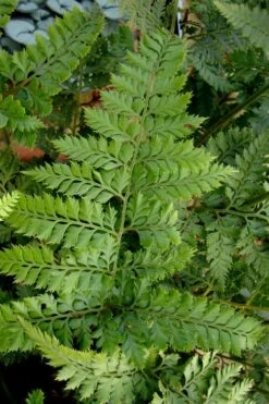 Shiny Bristle Fern - 6 Pack Of 1 Gallon Pots -Cheap Plants Store arachnoides davalliaeformis shiny bristle fern 2