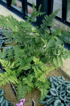 Shiny Bristle Fern - 6 Pack Of 1 Gallon Pots -Cheap Plants Store arachnoides davalliaeformis shiny bristle fern 4