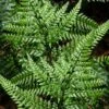 Shiny Bristle Fern - 6 Pack Of 1 Gallon Pots -Cheap Plants Store arachnoides davalliaeformis shiny bristle fern 5
