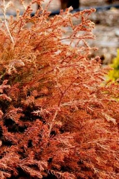 Fire Chief Arborvitae - 2.5 Gallon Pot -Cheap Plants Store arborvitae fire chief 13