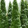 North Pole Arborvitae (Thuja) - 3 Gallon Pot -Cheap Plants Store arborvitae north pole 2 500x750 2