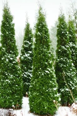 North Pole Arborvitae (Thuja) - 3 Gallon Pot