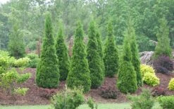 North Pole Arborvitae (Thuja) - 2 Gallon Pot -Cheap Plants Store arborvitae north pole 800x500 1