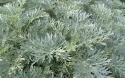 Powis Castle Artemisia - 5 Pack Of Quart Pots -Cheap Plants Store artemisia powis castle 1 1