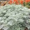 Powis Castle Artemisia - 1 Gallon Pot -Cheap Plants Store artemisia powis castle 12