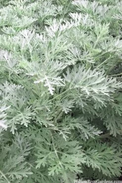 Powis Castle Artemisia - 5 Pack Of Quart Pots -Cheap Plants Store artemisia powis castle 14 1