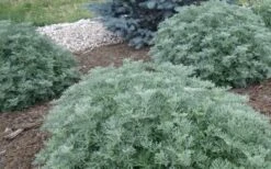 Powis Castle Artemisia - 1 Gallon Pot -Cheap Plants Store artemisia powis castle 2