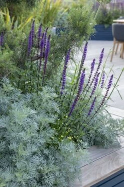 Powis Castle Artemisia - 1 Gallon Pot -Cheap Plants Store artemisia powis castle 4