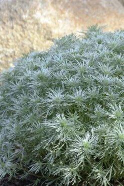 Silver Mound Artemisia - 5 Pack Of Quart Pots -Cheap Plants Store artemisia schmidtiana silver mound 4