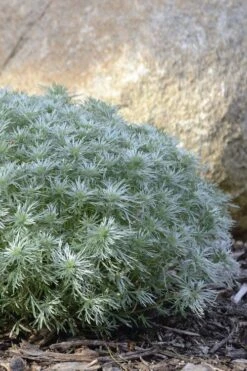Silver Mound Artemisia - 5 Pack Of Quart Pots -Cheap Plants Store artemisia schmidtiana silver mound 5