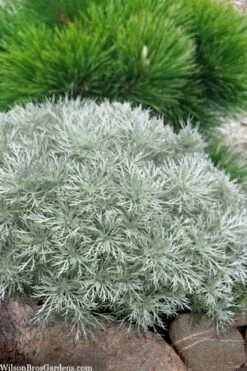 Silver Mound Artemisia - 5 Pack Of Quart Pots