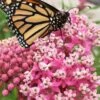 Cinderella Swamp Milkweed (Asclepias Incarnata) - 1 Gallon Pot 1 Cinderella Swamp Milkweed (Asclepias Incarnata) - 1 Gallon Pot -Cheap Plants Store asclepias incarnata cinderella swamp milkweed 11 1