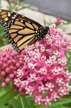 Rose Swamp Milkweed (Asclepias Incarnata) - 6 Pack Of 1 Gallon Pots -Cheap Plants Store asclepias incarnata cinderella swamp milkweed 11