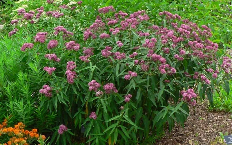 Cinderella Swamp Milkweed (Asclepias Incarnata) - 1 Gallon Pot 6 Cinderella Swamp Milkweed (Asclepias Incarnata) - 1 Gallon Pot - Image 4