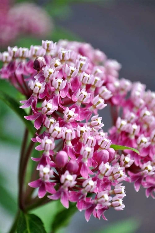 Cinderella Swamp Milkweed (Asclepias Incarnata) - 1 Gallon Pot 7 Cinderella Swamp Milkweed (Asclepias Incarnata) - 1 Gallon Pot - Image 5