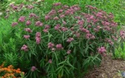 Rose Swamp Milkweed (Asclepias Incarnata) - 6 Pack Of 1 Gallon Pots -Cheap Plants Store asclepias incarnata rose swamp milkweed 10