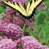 Rose Swamp Milkweed (Asclepias Incarnata) - 6 Pack Of 1 Gallon Pots -Cheap Plants Store asclepias incarnata rose swamp milkweed 4