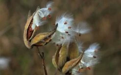 Rose Swamp Milkweed (Asclepias Incarnata) - 6 Pack Of 1 Gallon Pots -Cheap Plants Store asclepias incarnata rose swamp milkweed 5