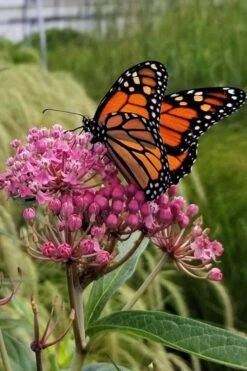 Rose Swamp Milkweed (Asclepias Incarnata) - 6 Pack Of 1 Gallon Pots -Cheap Plants Store asclepias incarnata rose swamp milkweed 7